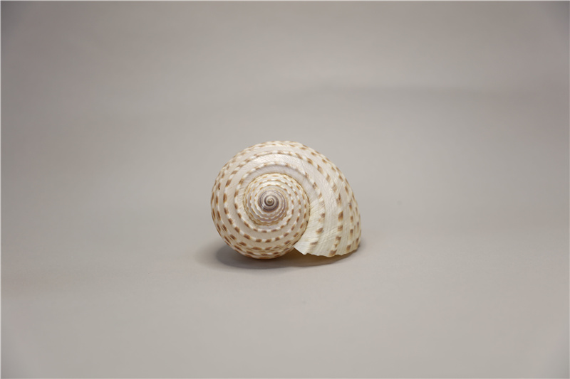 NHS：3629-D斑鹑螺（花点鹑螺）.jpg