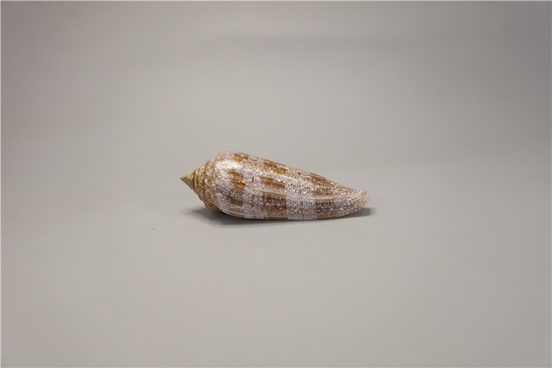 NHS：5317-A海之荣光芋螺.jpg